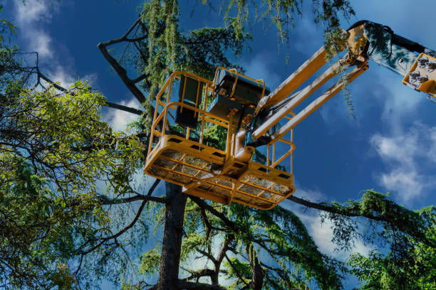 Best Hazardous Tree Removal  in Basile, LA