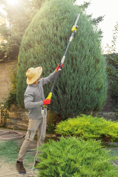 Best Lawn Maintenance Plans  in Basile, LA